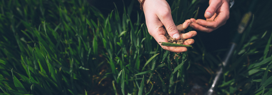 Hands holding soil in a field