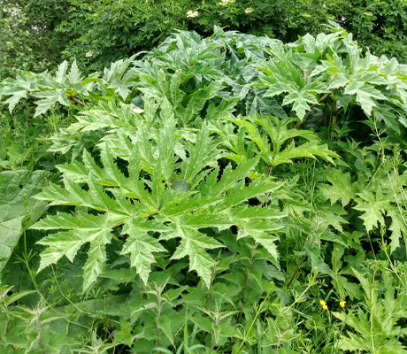 Giant Hogweed