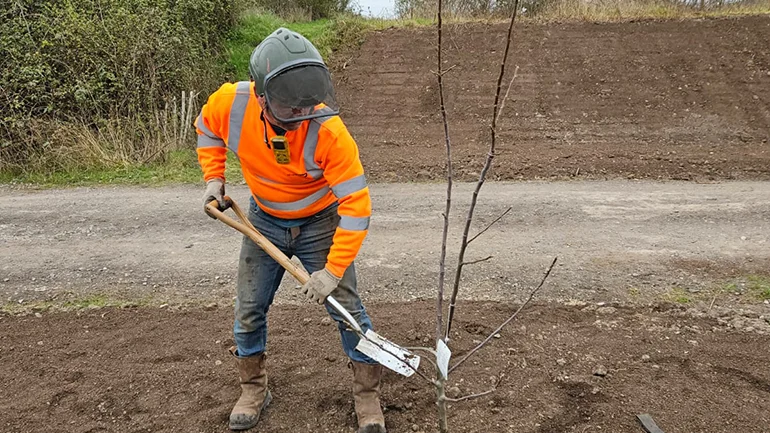 Employee Planting An Apple Tree
