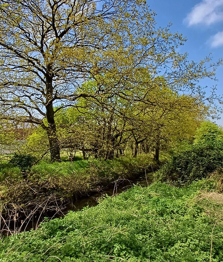 View of trees and greenery at Mere Bank