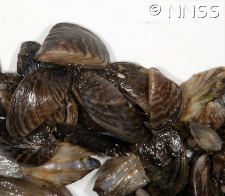 Zebra mussels