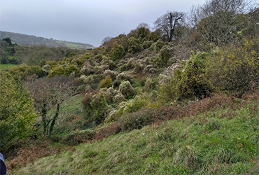 Charmy Down valley slopes before hedge cutting